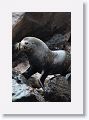 Incorrectly named Galapagos Fur Seals, they are really Sea Lions with  external ear-like pinnae flaps